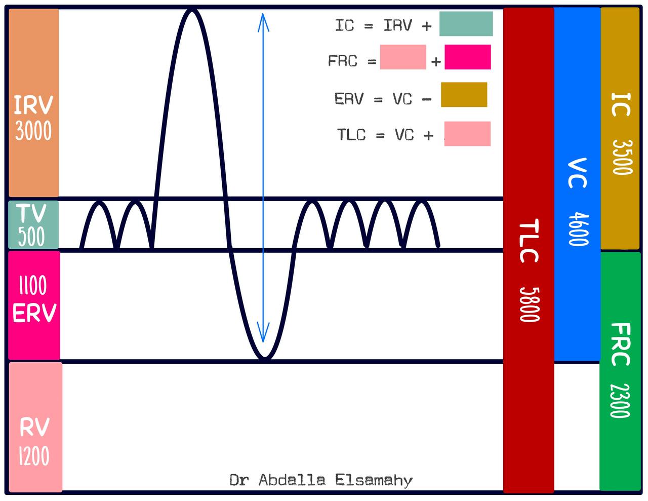 Lung volumes and capacities — labelled spirogram