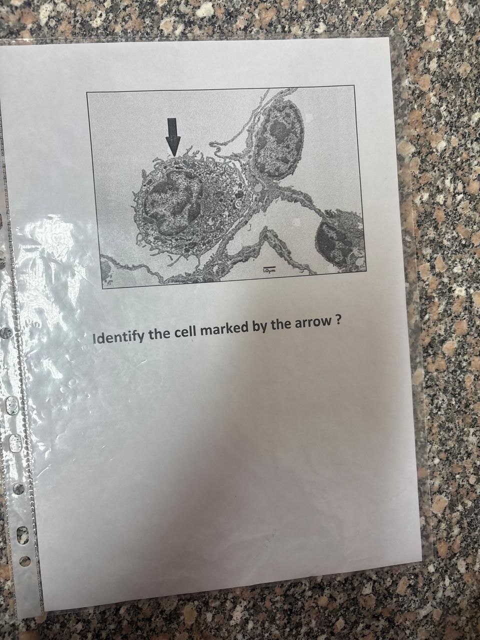Electron microscopy question sheet with an arrow marking a cell