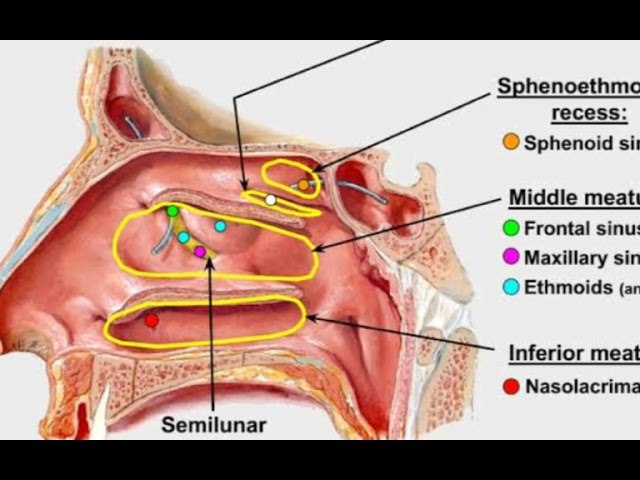 Nasal meatuses and drainage diagram