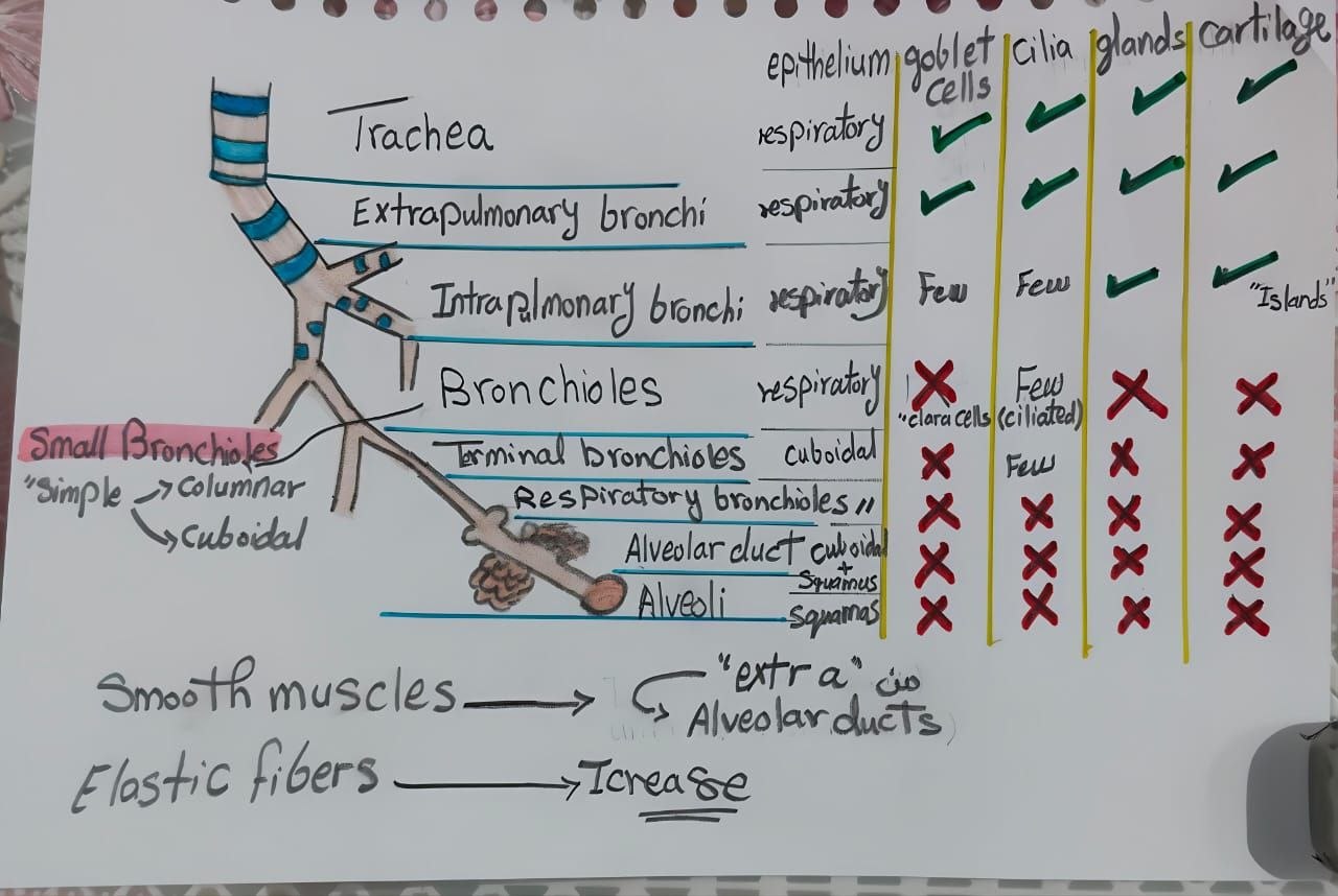Trachea to alveoli — histology comparison chart