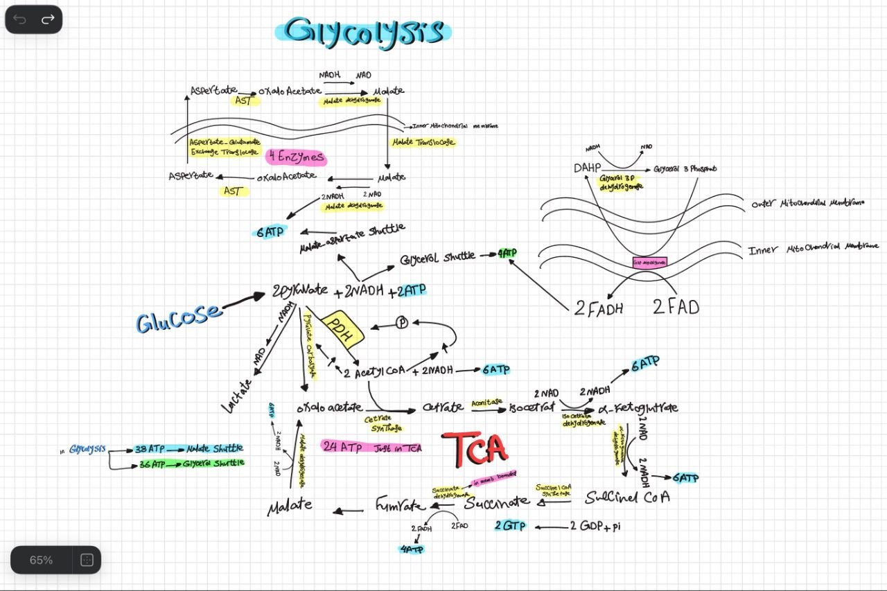 Glycolysis, shuttles and Krebs cycle — study map