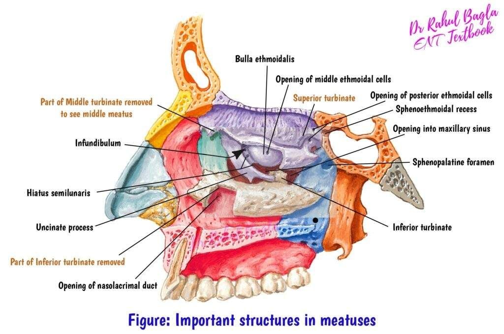 Lateral nasal wall and meatal openings
